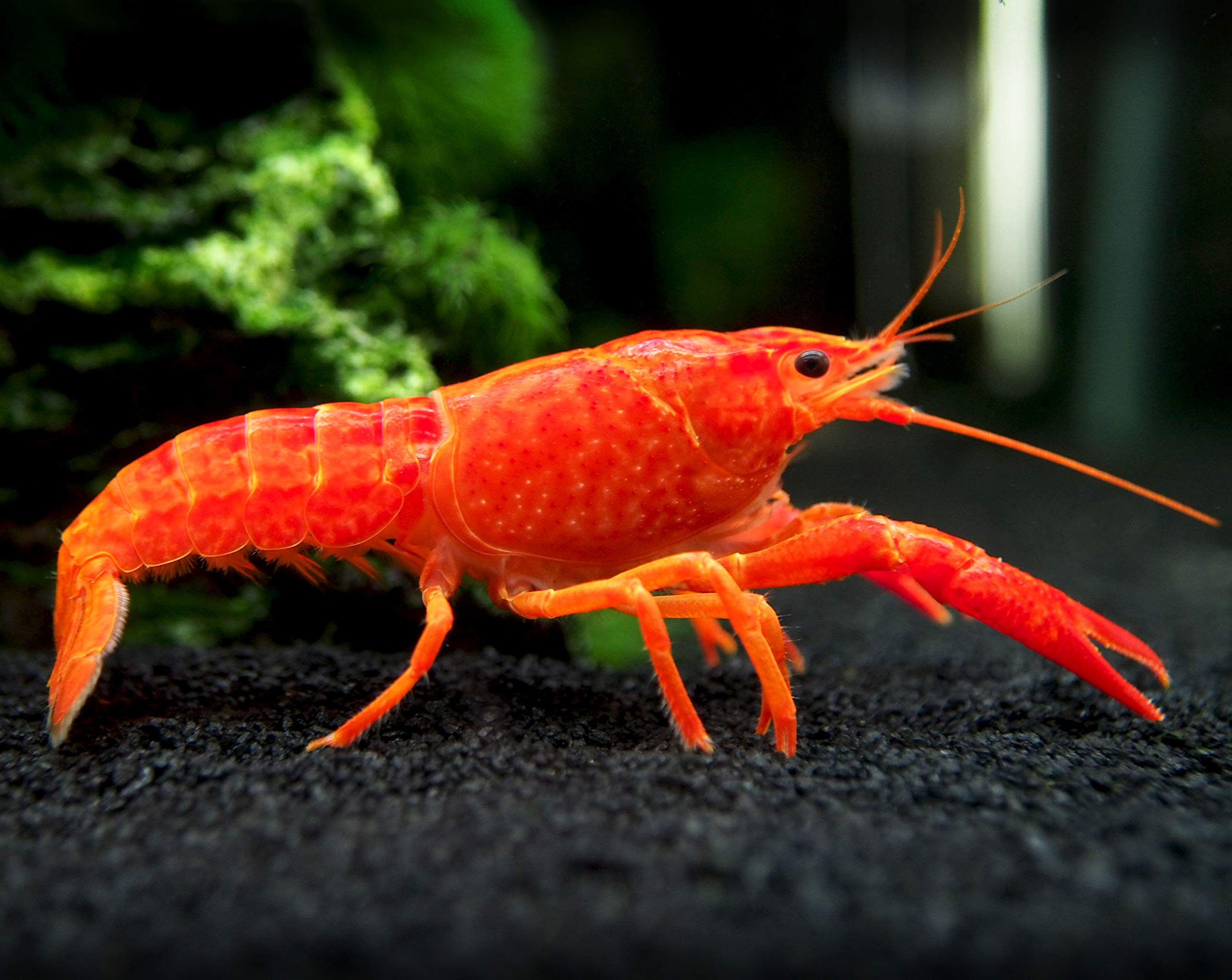 red crayfish